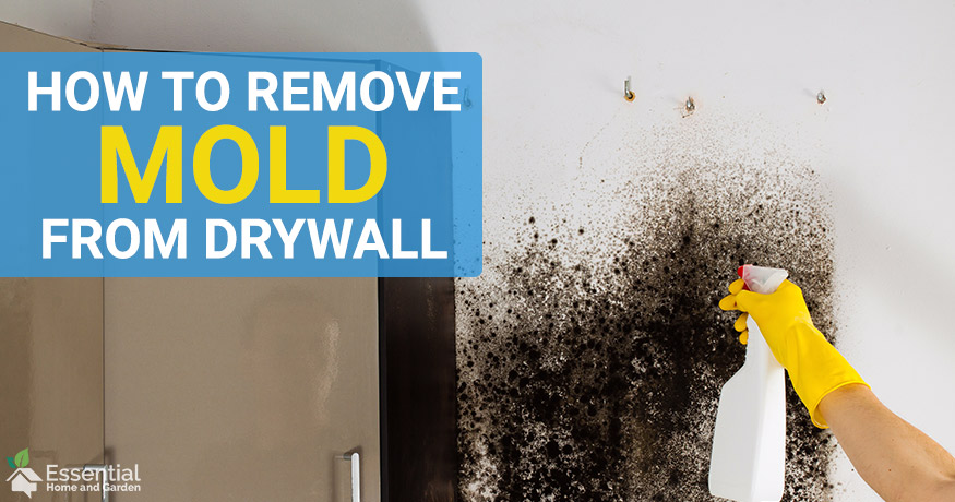 Can Mold Be Removed Without Removing Drywall?