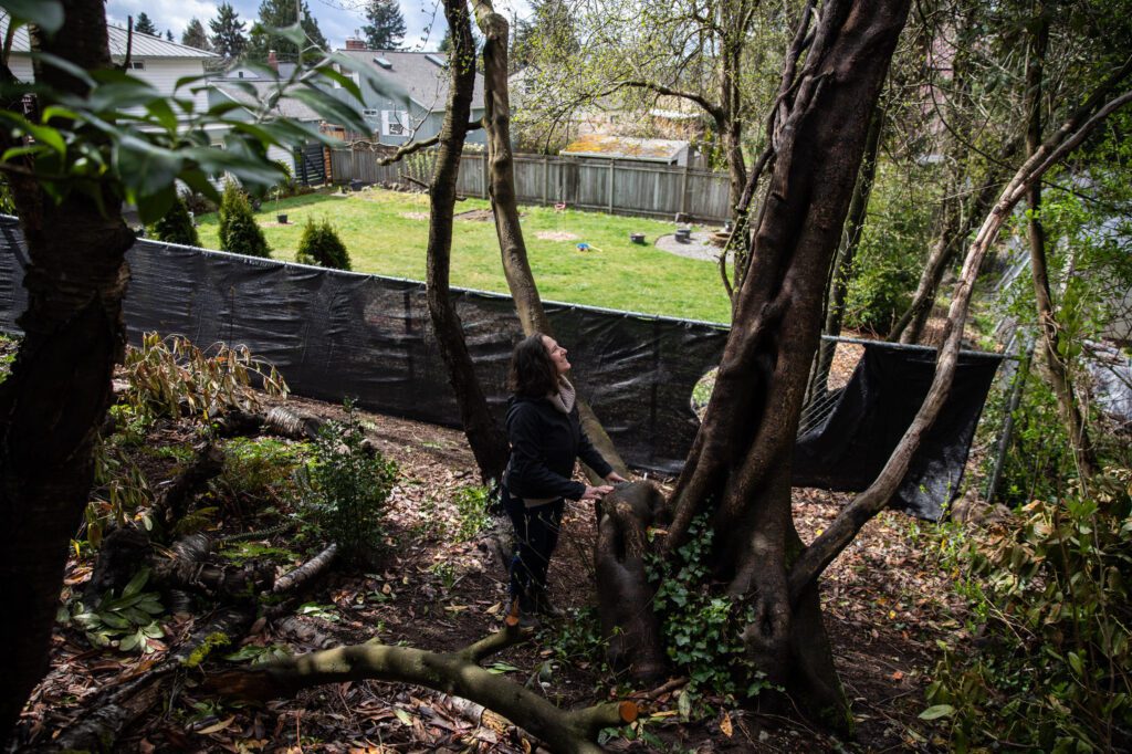 Do I Need A Permit To Remove A Tree In King County?