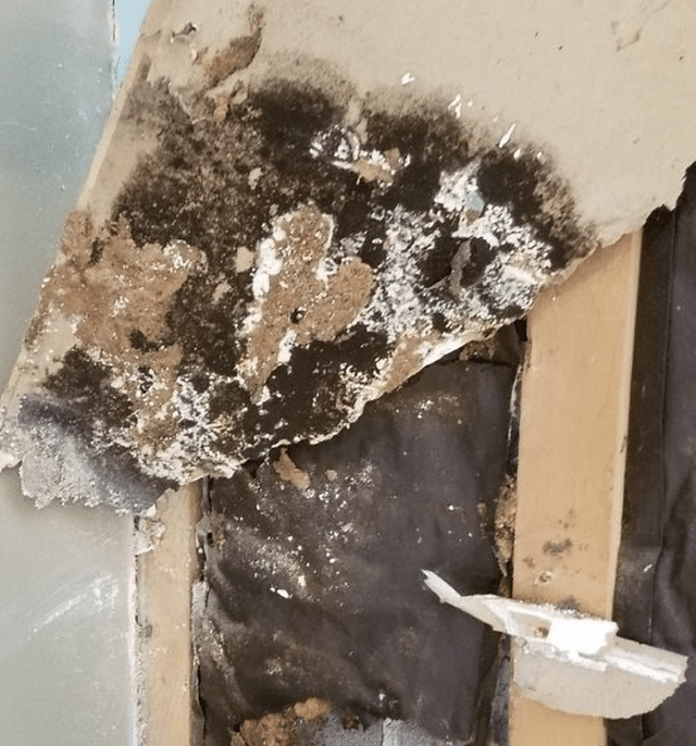 Does Drywall Need To Be Removed If Mold Is On It?
