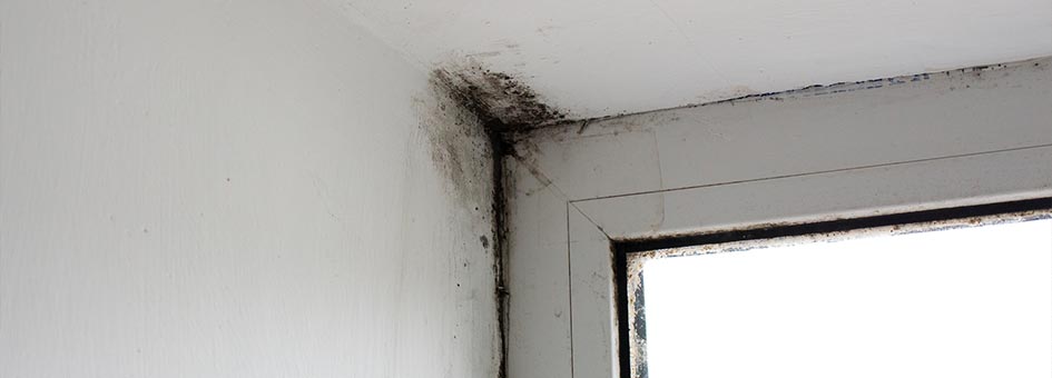 How Do You Know If Mold Is Behind Drywall?