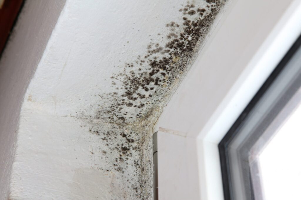 How Do You Prove Mold Is Making You Sick?