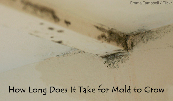 How Long Does It Take For Mold To Destroy Drywall?