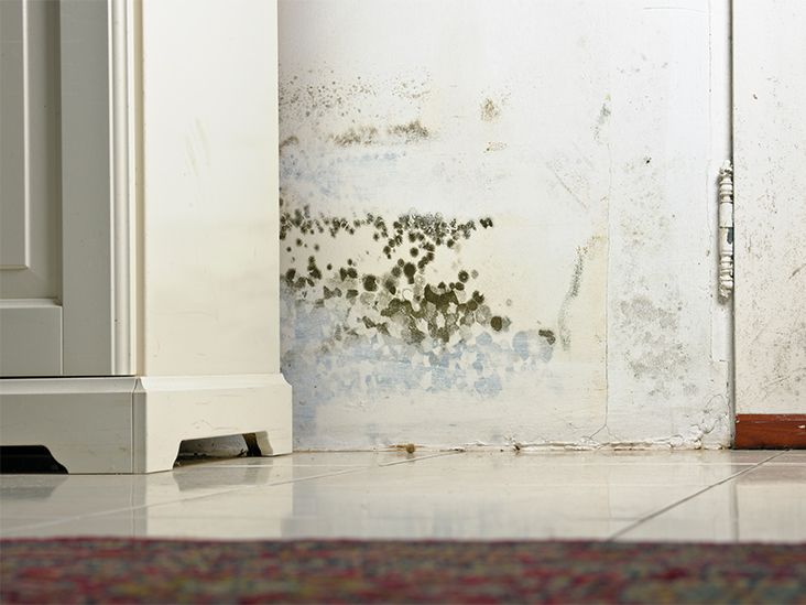 How Long Does It Take For Mold To Make You Sick?