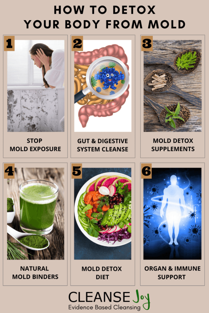 How Long Does It Take To Detox Your Body From Mold?