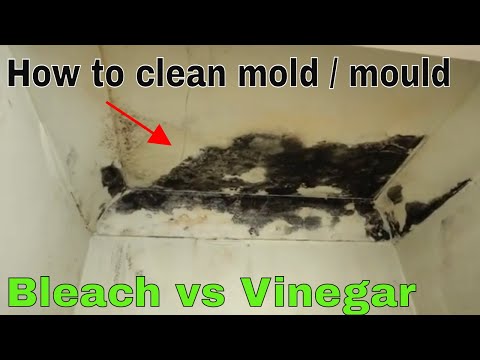 Is Bleach Or Vinegar Better For Mold?