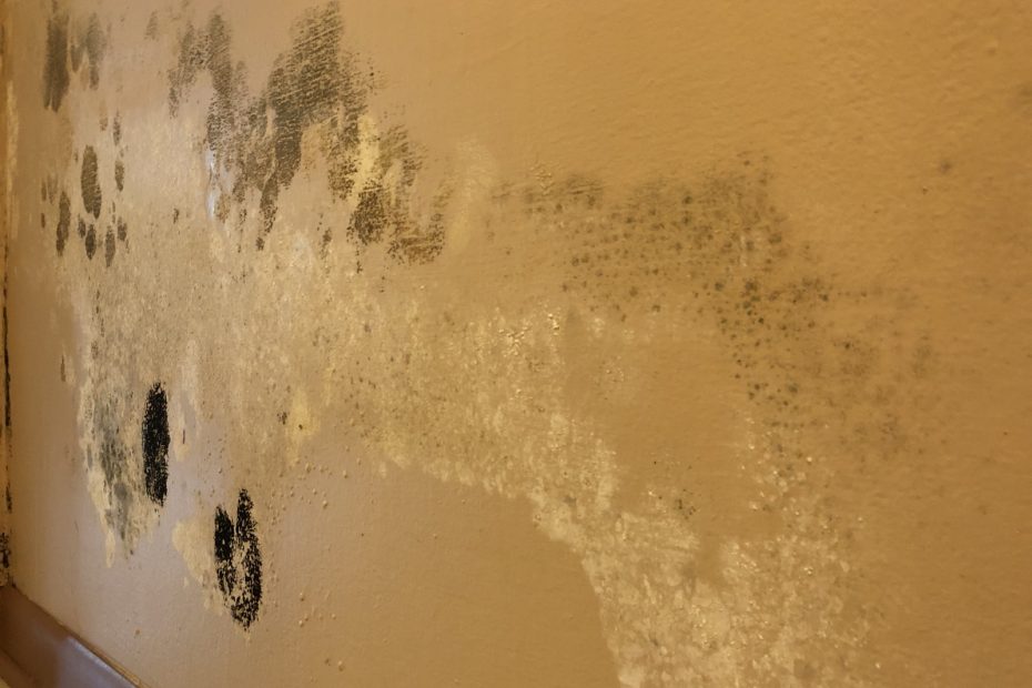 Is It OK To Just Paint Over Mold?