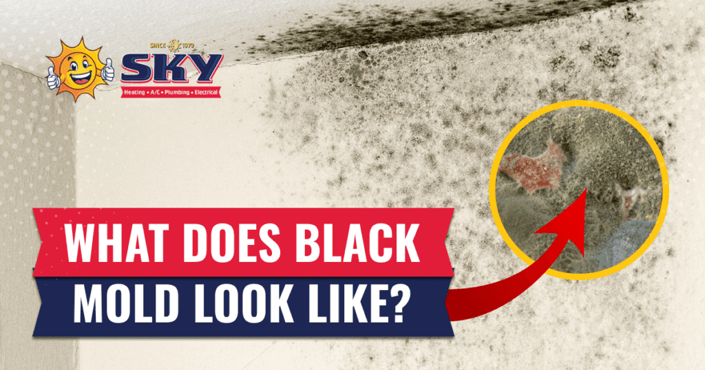 What Does Harmless Black Mold Look Like?
