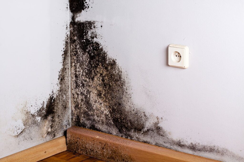 What Does Harmless Black Mold Look Like?
