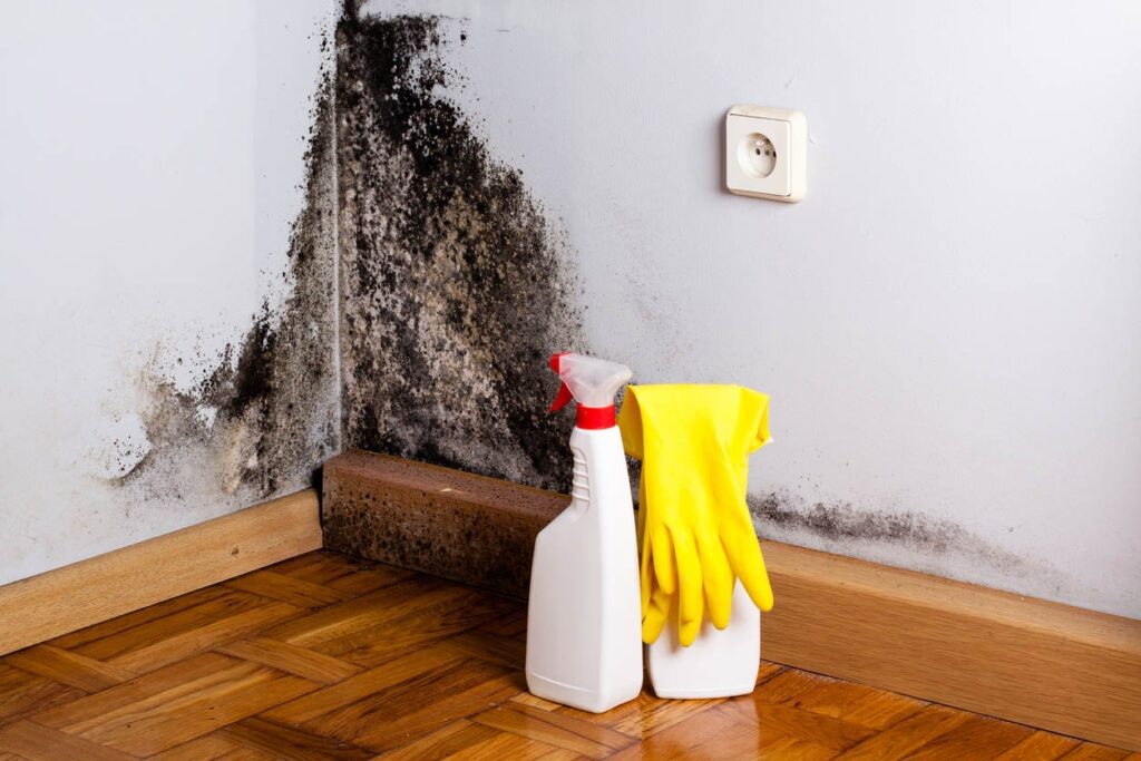 What Kills Mold So It Doesnt Come Back?