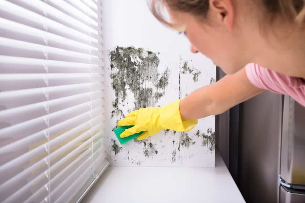 What Permanently Kills Mold?