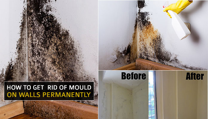 What Permanently Kills Mold?