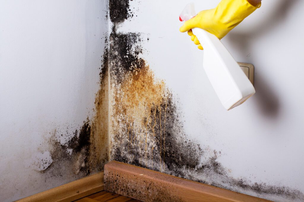 What Stops Mold From Spreading?