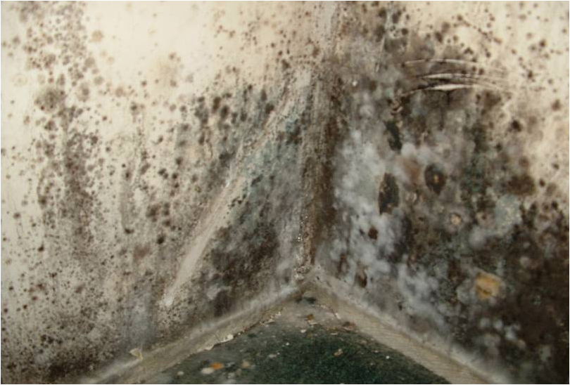 What Stops Mold From Spreading?