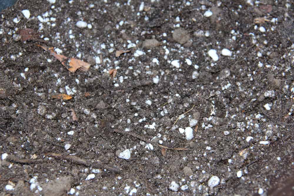 What Is The White Stuff In Potting Soil Vermiculite?